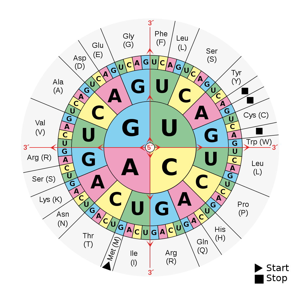 RNA translation Project Lovelace